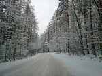 Wald bei Steinbach