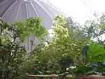 Regenwald