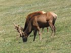 Wapiti