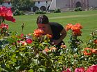 Rosengarten an der Missionskirche von Santa Barbara