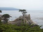 The lonely cypress
