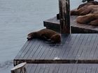 Robben an Pier 39