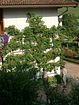Mirabellenbaum an der Hauswand